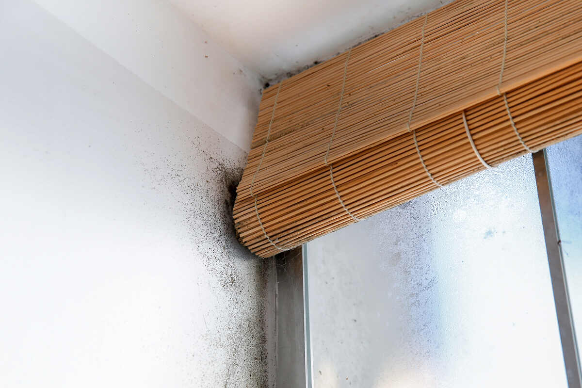 Mould growth on wall corner by window with bamboo shades