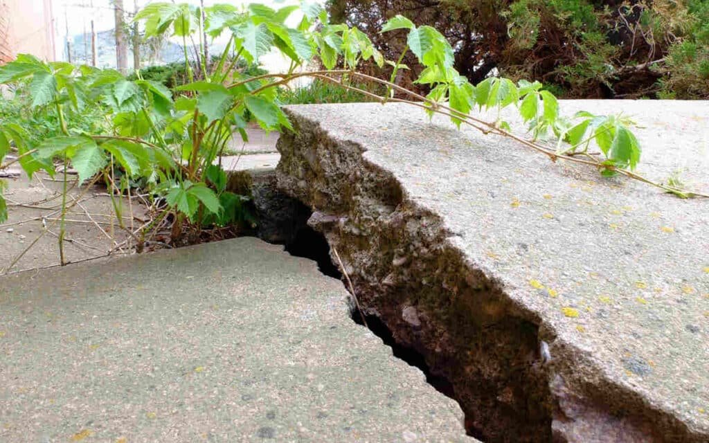 Concrete sidewalk cracked by invasive weed growth, urban area